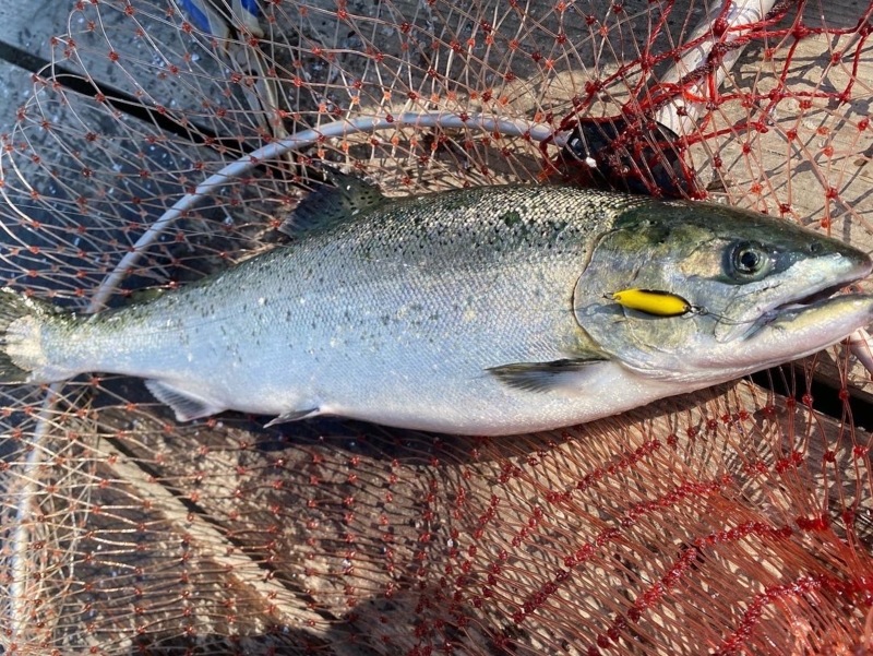 初サーモン釣りに挑戦!!