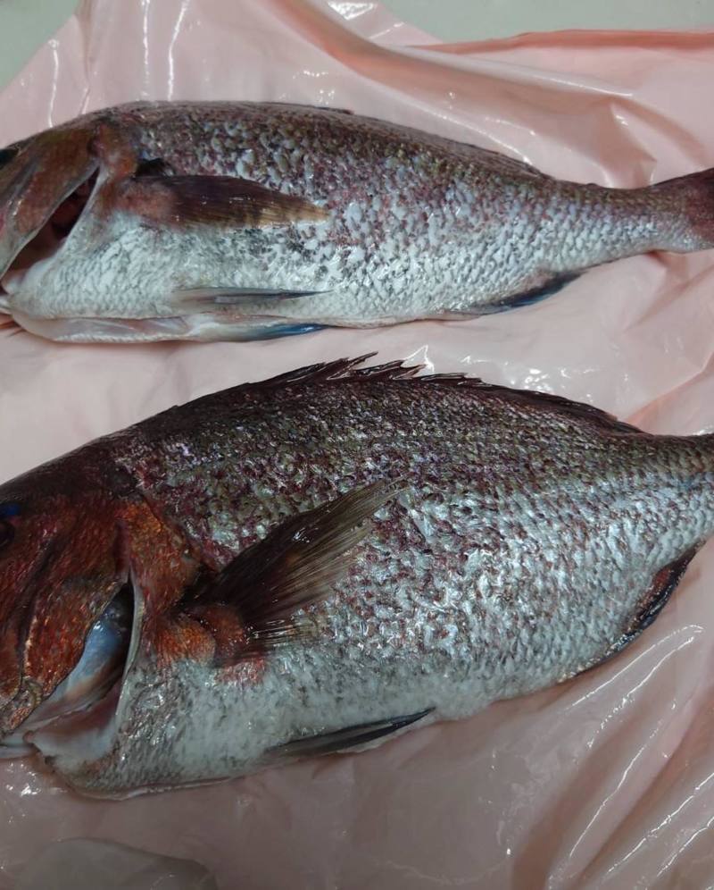 海上釣堀に行ってきました!