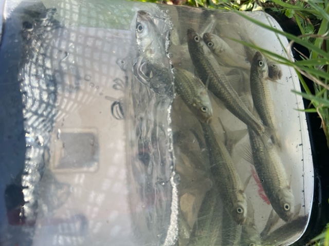 琵琶湖ホンモロコ8