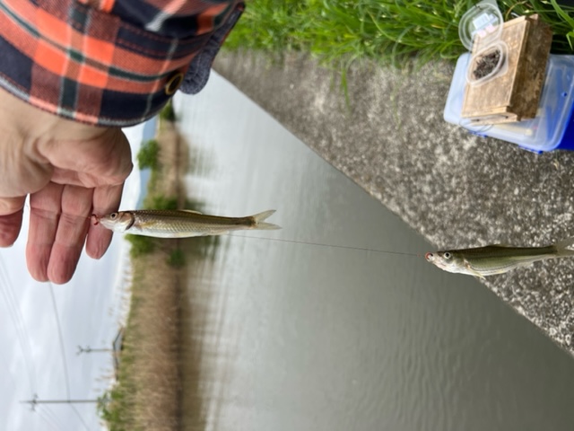 琵琶湖ホンモロコ8