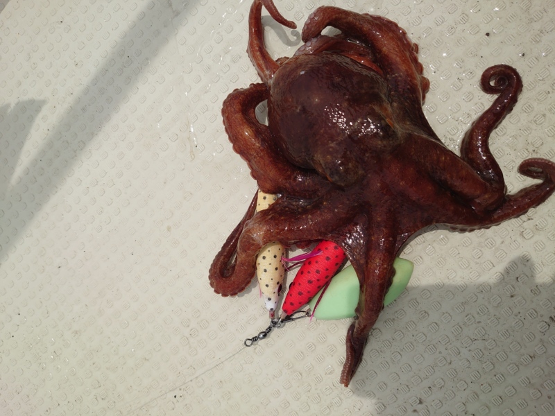 22 明石船タコ開幕!