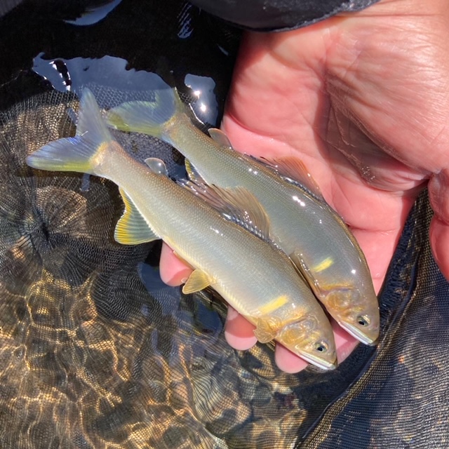 日高川 早期解禁 友釣り釣行