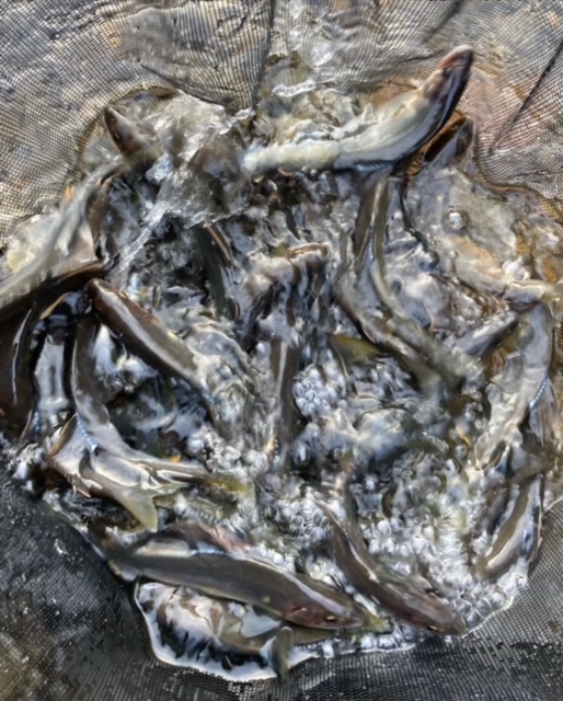 日高川 早期解禁 友釣り釣行