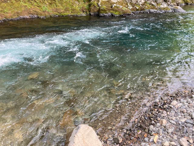 日高川 早期解禁 友釣り釣行
