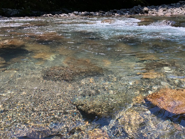 日高川 早期解禁 友釣り釣行