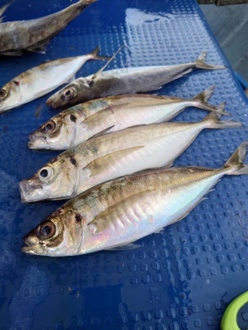 高級アジ『メクリアジ』を求めて