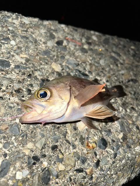 デカキス求めナイトフィッシング