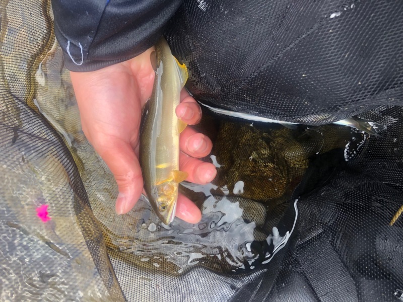 やっと友釣解禁行けました♪