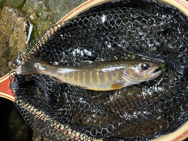 愛知川源流部 イワナ
