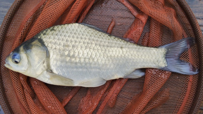 雨の管理釣り場