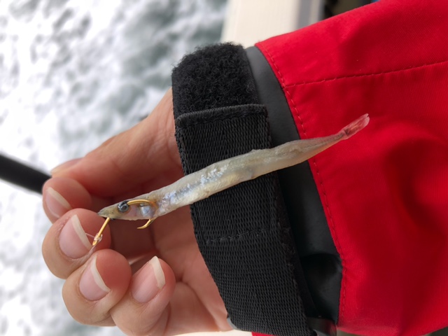 ~絶品ガシラを求めて~