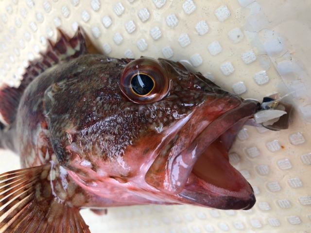 ~絶品ガシラを求めて~