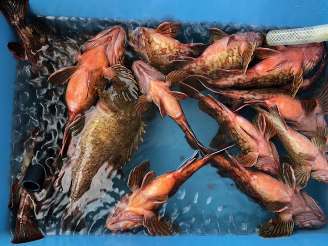 ~絶品ガシラを求めて~