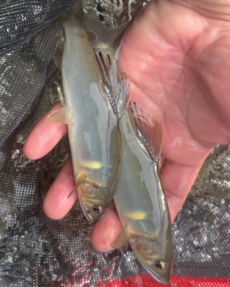 またまた日高川 友釣り釣行