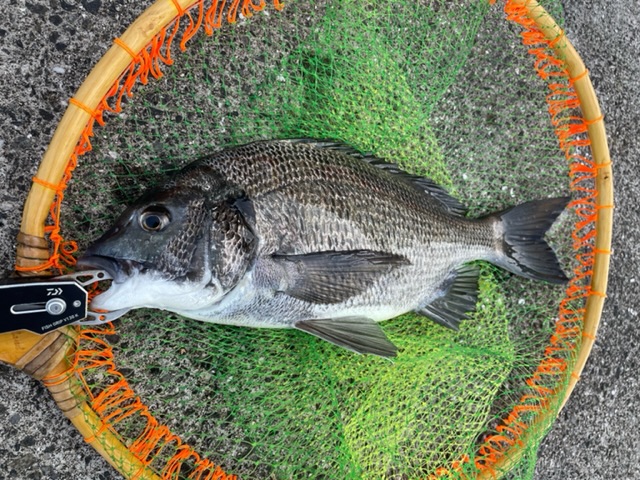 チヌ落とし込み