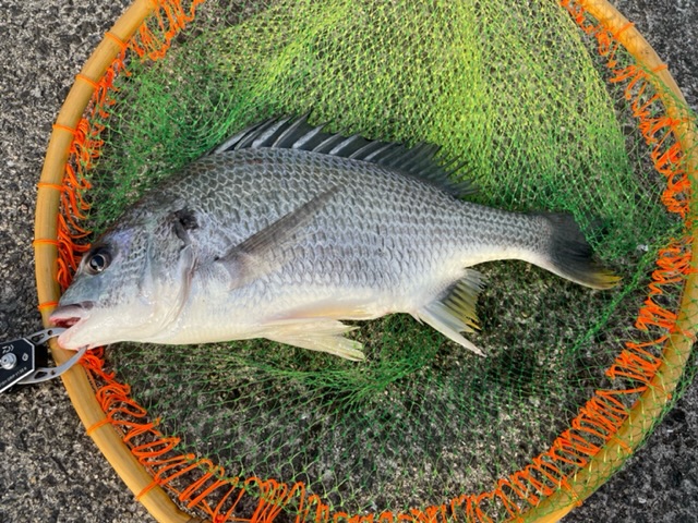 チヌ落とし込み