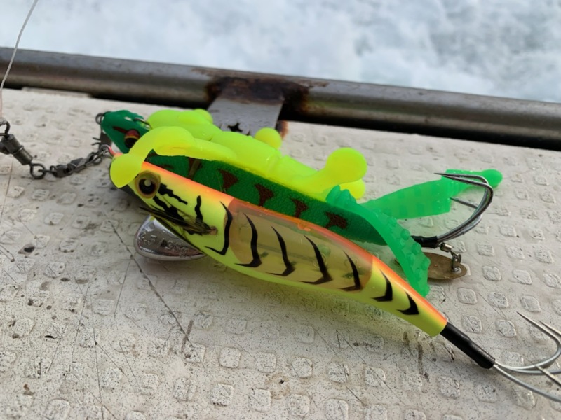 明石タコ釣り行ってきました