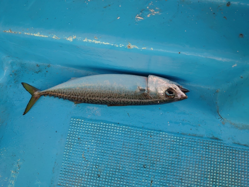 ライト落とし込みタイラバ便