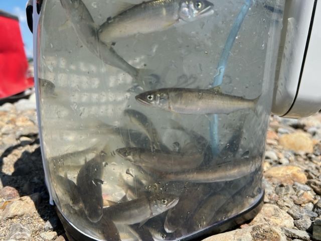 京都の町中でアユ釣り