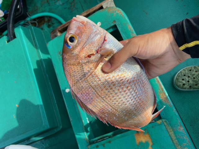 海連丸 船タコ×タイラバリレー便!!