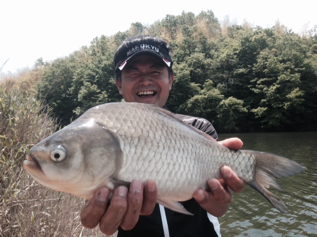 「奈良県」布目ダムで野釣り!ヘラブナ釣果