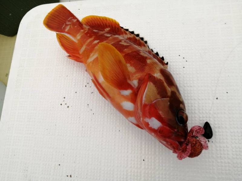 三重県でボートロックフィッシュ