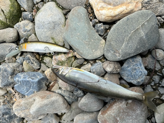 京淀川漁協エリアでアユイング