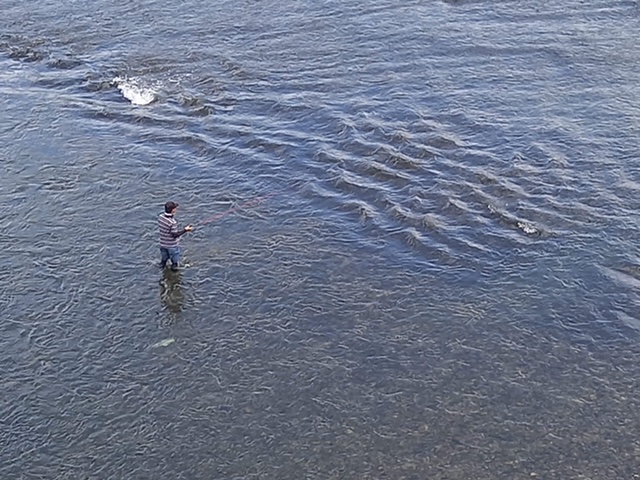 京淀川漁協エリアでアユイング