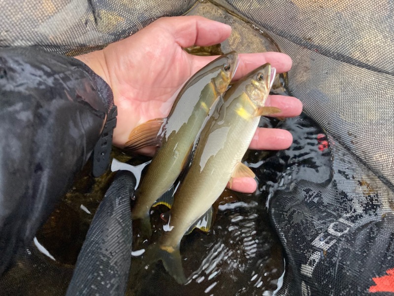 大又川解禁釣行