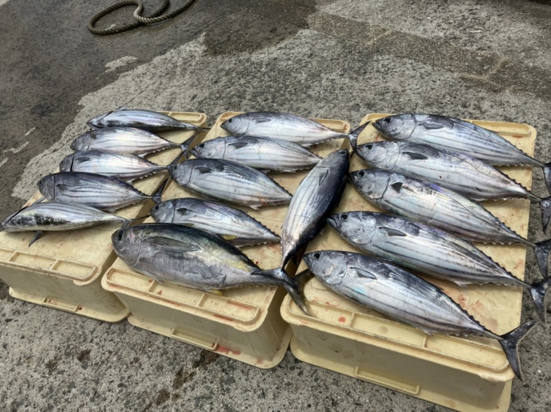 波浪ブイのカツオ釣り
