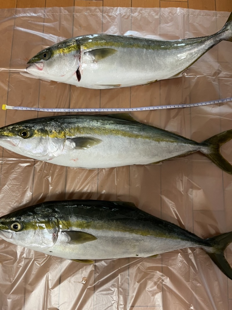 小島 落とし込み