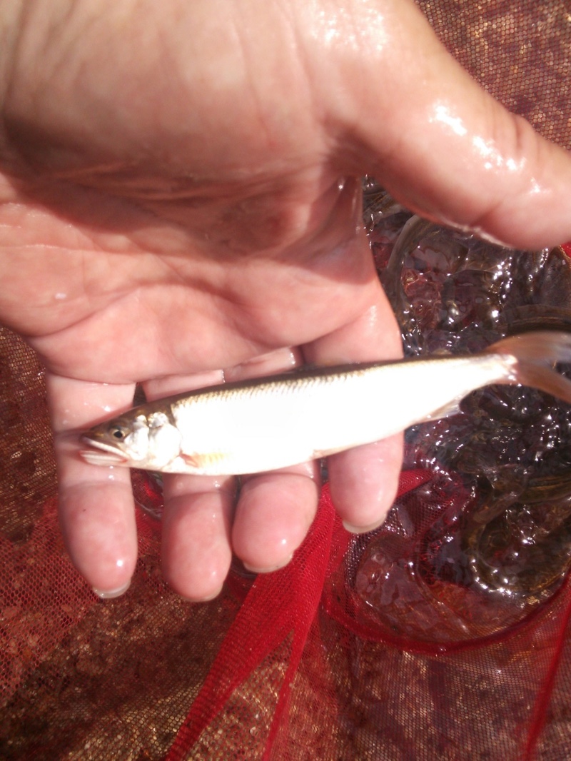 滋賀県高島市鴨川|淡水ウキ釣り・びわ湖小鮎第7戦