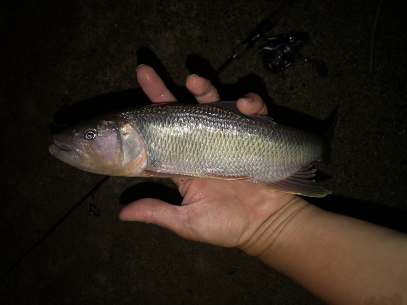 北湖西岸オカッパリ