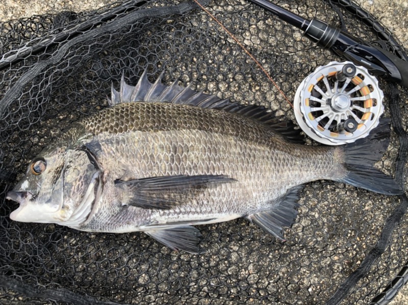 灼熱!!尼崎フェニックスⅣ