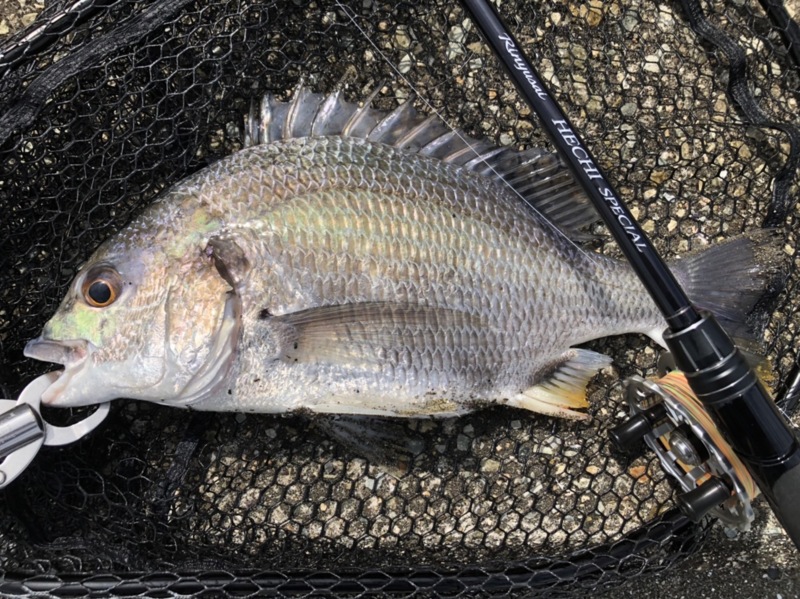 灼熱!!尼崎フェニックスⅣ