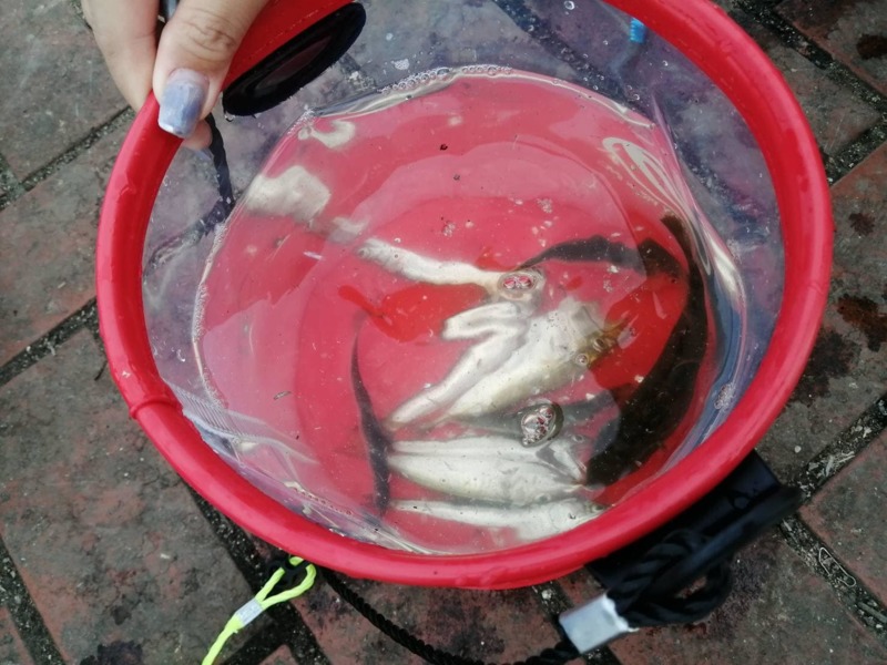 大阪南店 近隣釣果情報