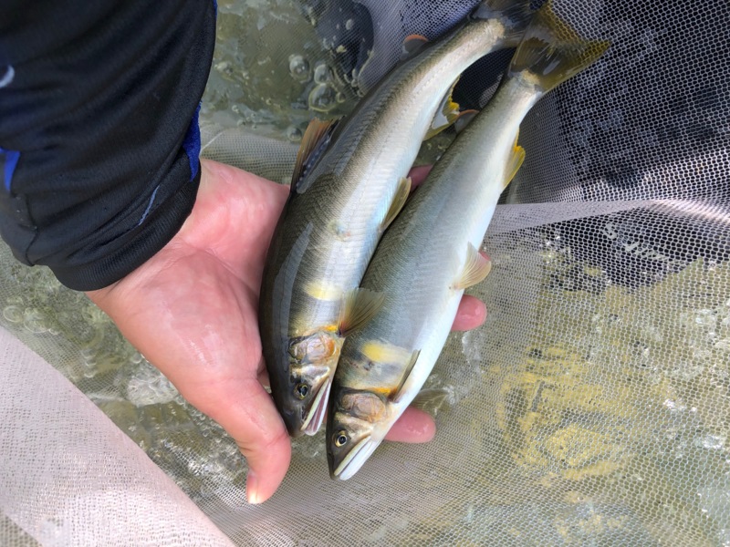 がま鮎ロッド研修会!