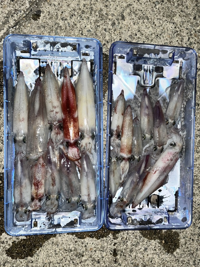 香住イカメタル