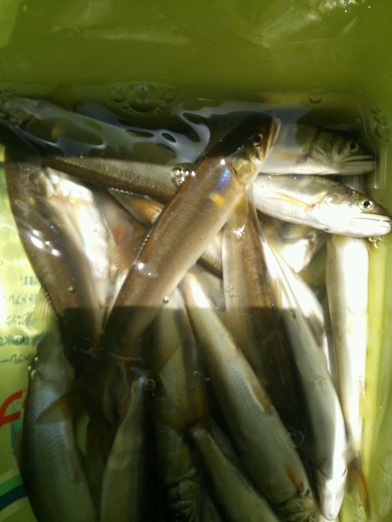 「湖北今津町」びわ湖・淡水ウキ釣り・小鮎第8戦