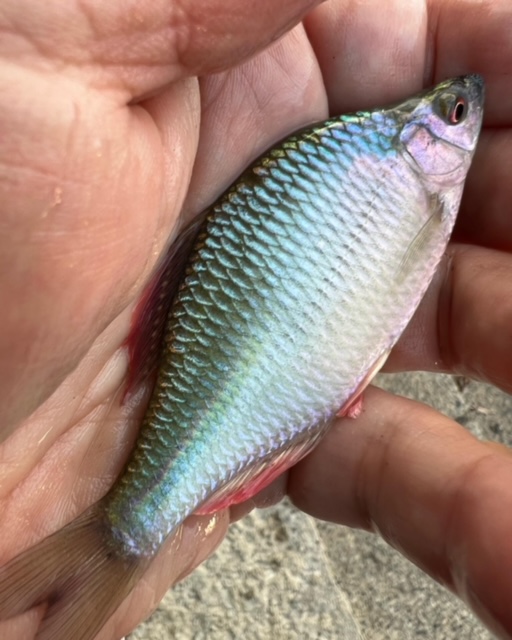 カネヒラ釣れてきましたNO4