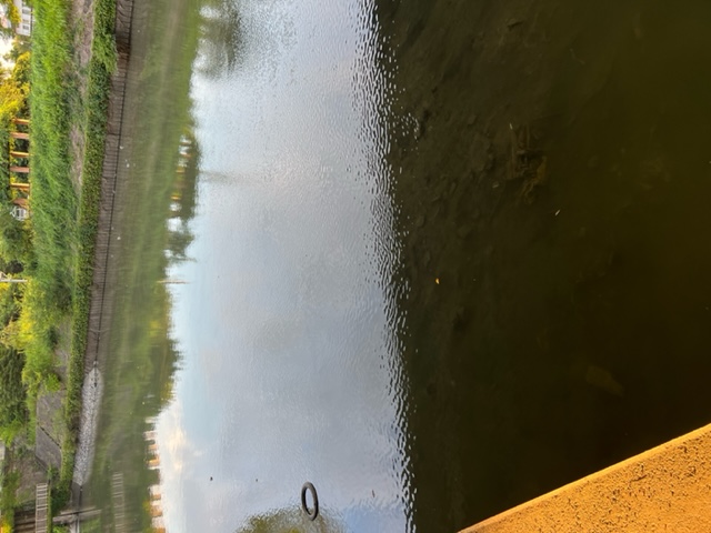 カネヒラ釣れてきましたNO4