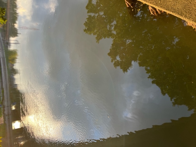 カネヒラ釣れてきましたNO4