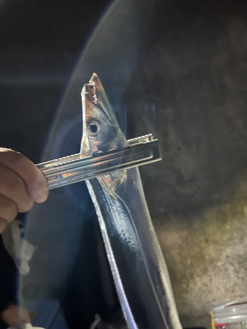 アジュール舞子で太刀魚調査