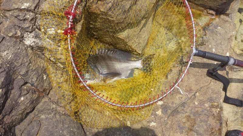 【兵庫県】家島本島|フカセ・磯チヌ釣果