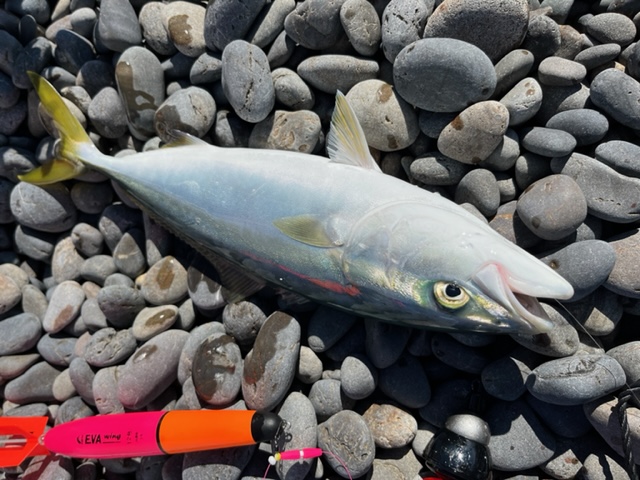 煙樹ヶ浜でカゴ釣り