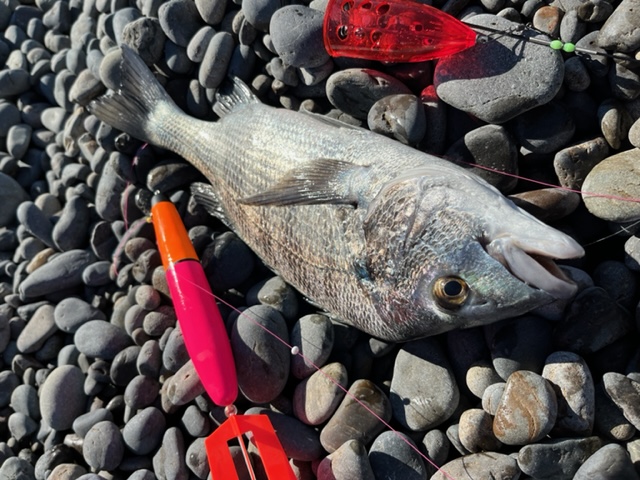 煙樹ヶ浜でカゴ釣り