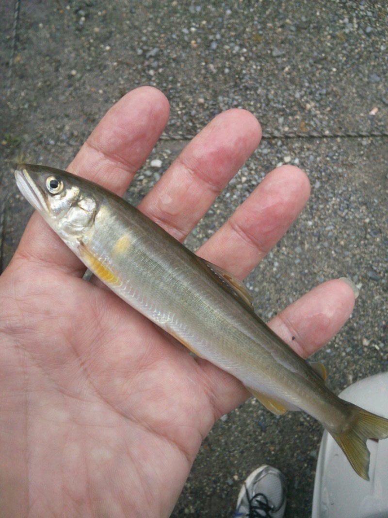 湖西北小松海水浴・びわ湖小鮎第10戦