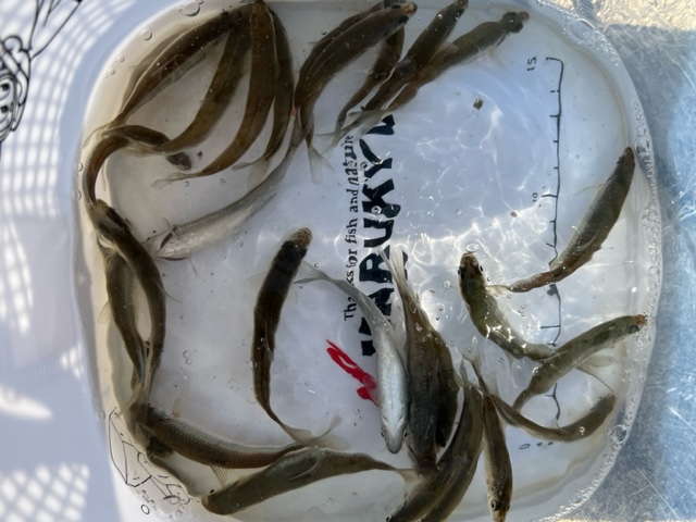 琵琶湖落ちモロコ