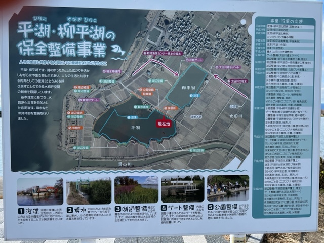 琵琶湖落ちモロコ