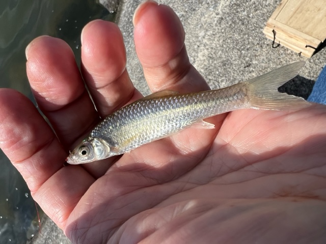 琵琶湖落ちモロコ